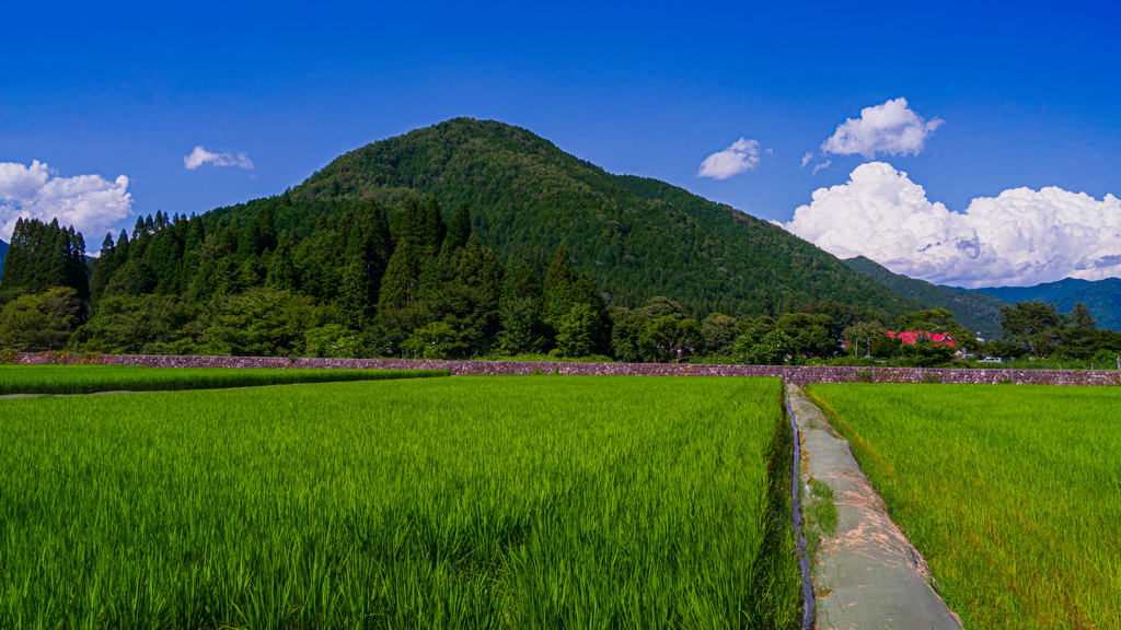 田園の夏