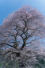 牛代の水目桜