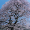 牛代の水目桜