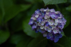 庭の紫陽花