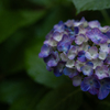 庭の紫陽花