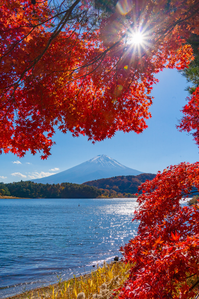 もみじトンネル