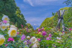 バラと富士遠景