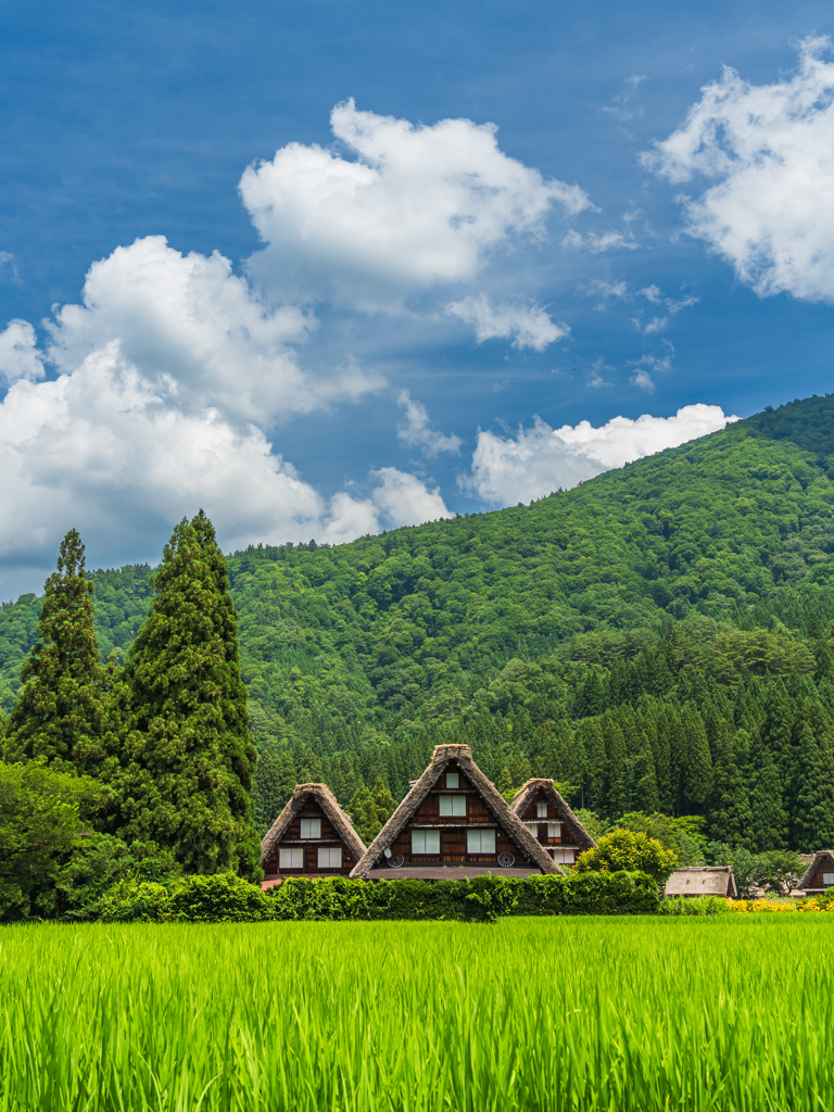 夏の三連合掌