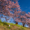 車夫と河津桜