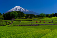 大渕笹場