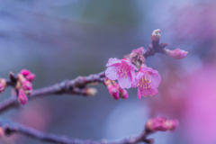 土肥桜