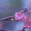 土肥桜