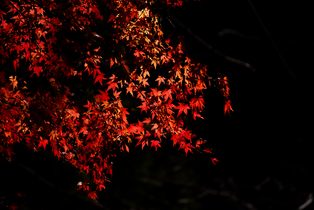 初冬の紅葉