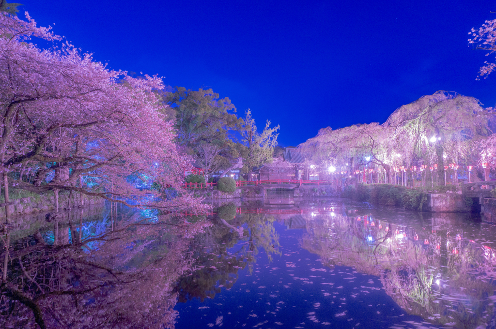 夜桜＿神池