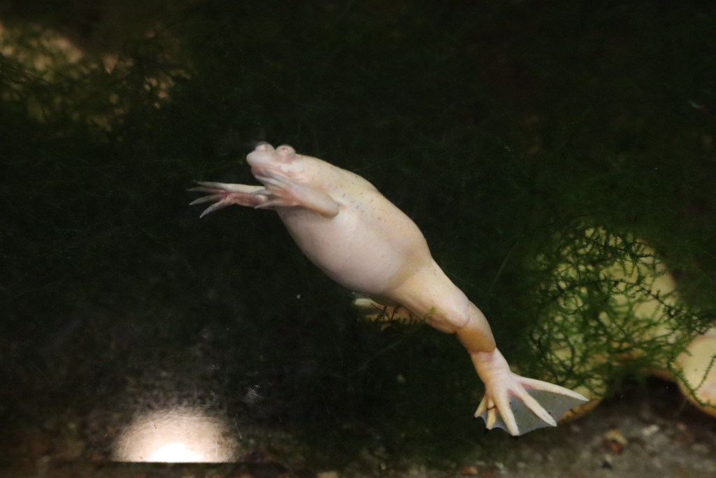 天王寺動物園   カエル