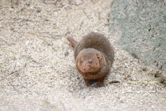 天王寺動物園   コビトマングース