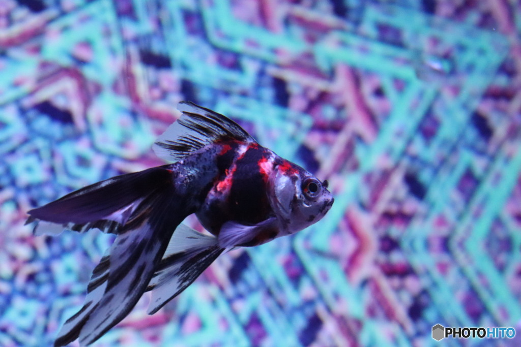 金魚