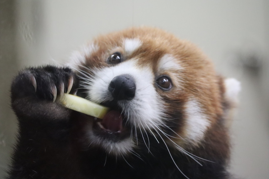 天王寺動物園   レッサーパンダ 