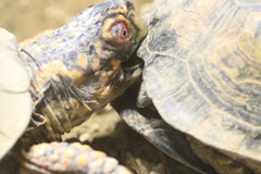 天王寺動物園   カメ