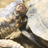 天王寺動物園   カメ