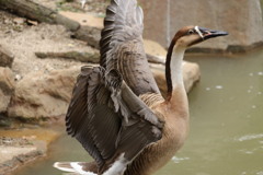 天王寺動物園   鳥