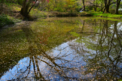 池をのぞき込むと