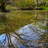 池をのぞき込むと