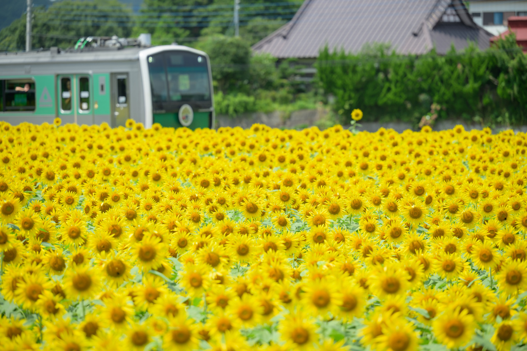 ひまわりに埋もれながら進む