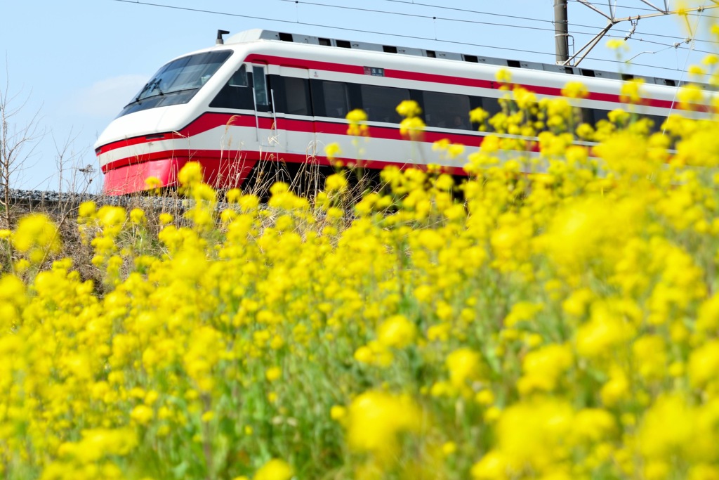 満開の菜の花を見下ろして