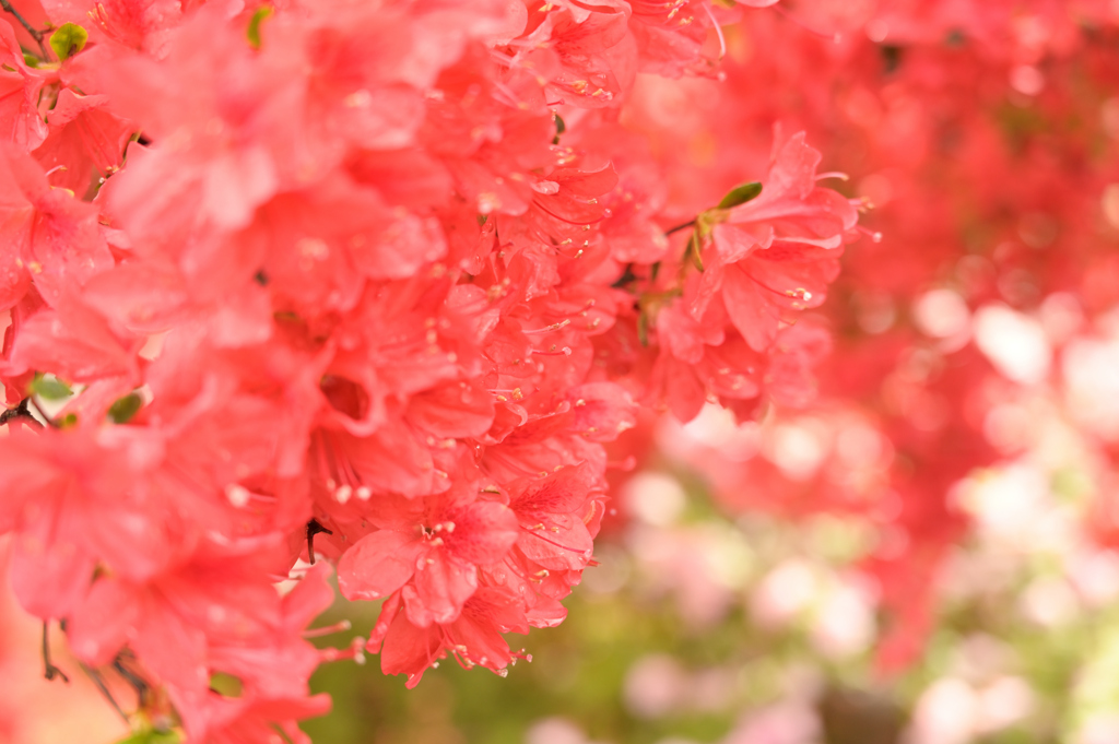 花盛りの園