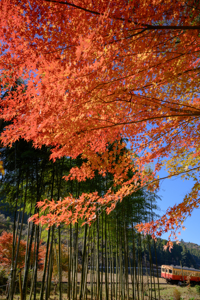 なごり紅葉