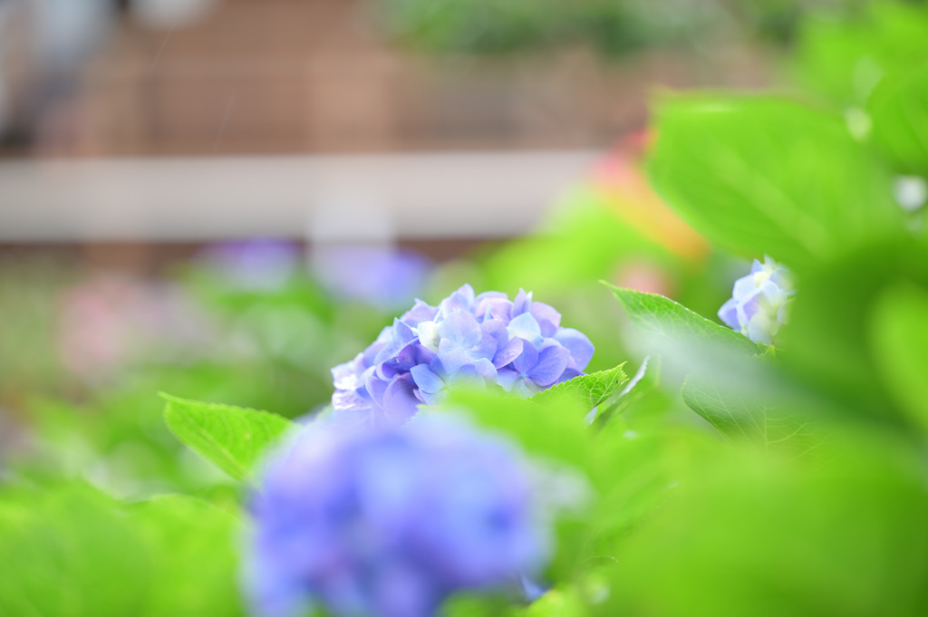 梅雨の宝石