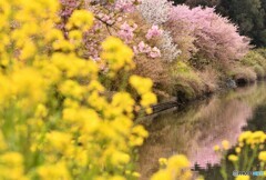 鷲宮の河津桜と菜の花