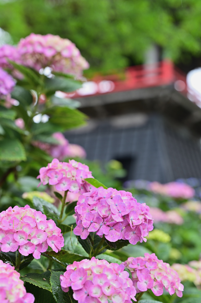 能護寺のあじさい③