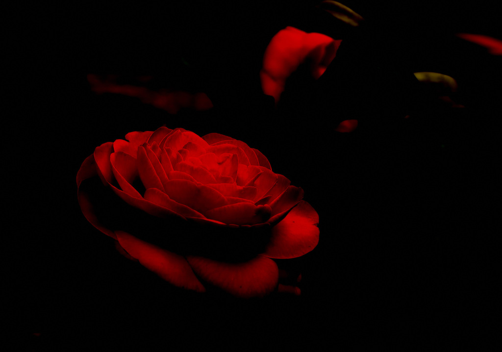 闇に咲く花