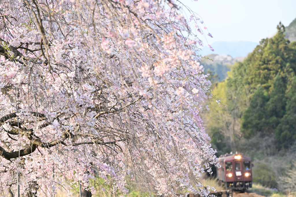 桜も見納め