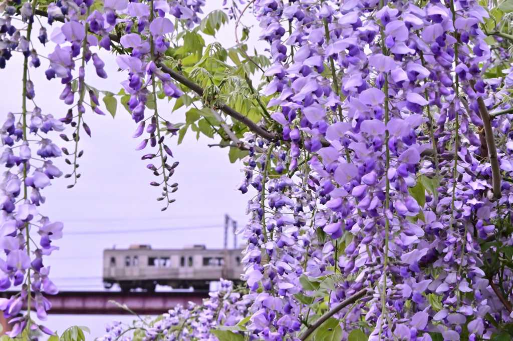 川辺の藤