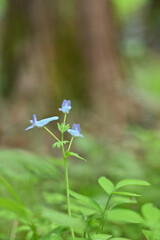 この花の名前を僕はまだ知らない