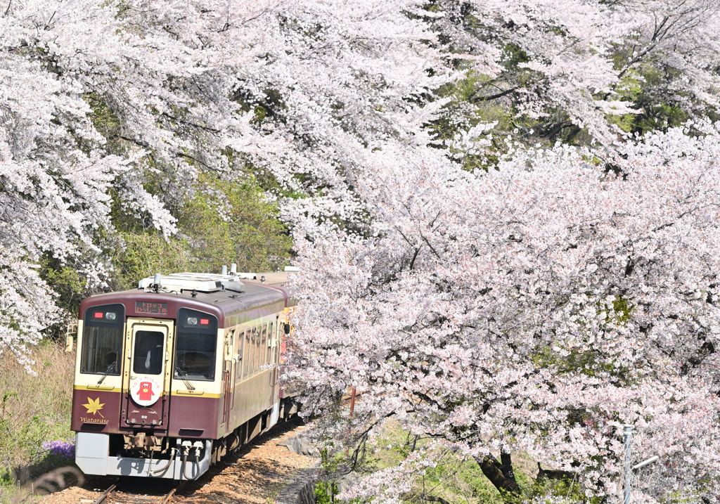 桜のトンネルを行く