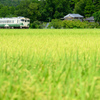 キハよ、懐かしいか？