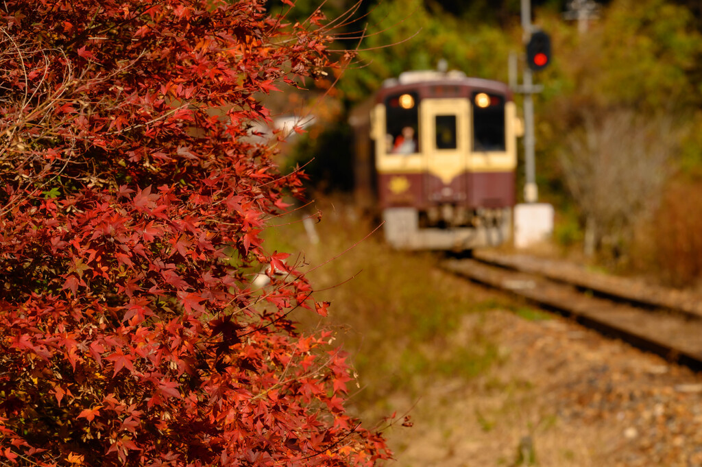 最後の紅葉