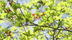 新緑と紅い花