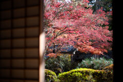 西明寺の紅葉