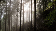 ハッピのタワに至る道で日が射した