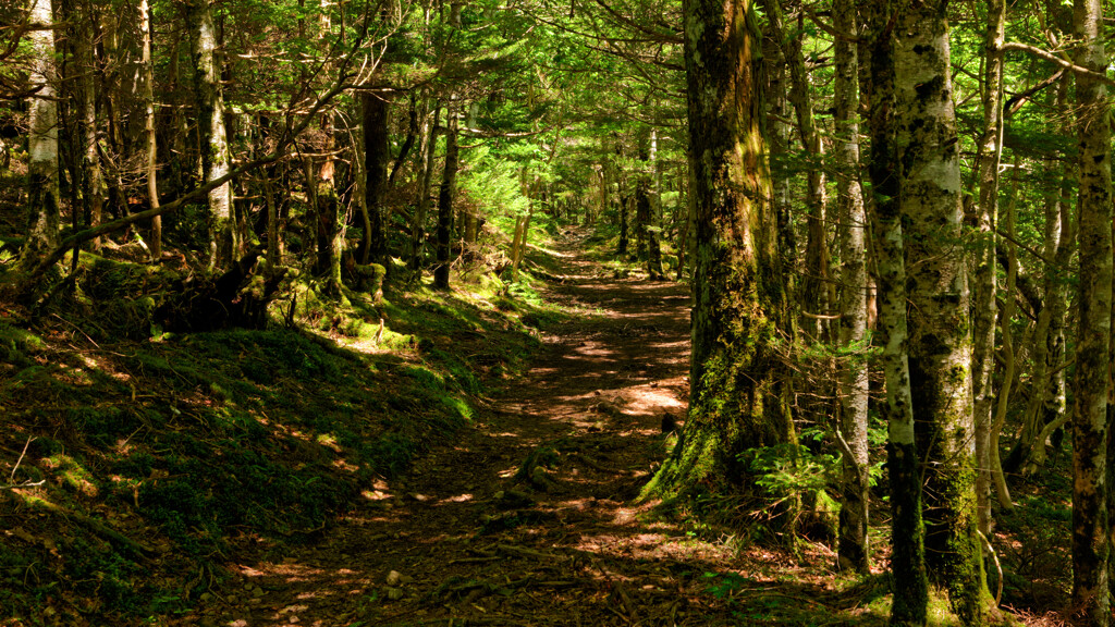 高崎横手出合あたりの山道