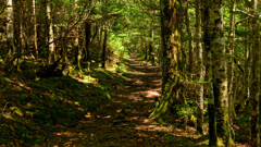 高崎横手出合あたりの山道