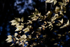 京都トレイルの紅葉は終わりかけだった