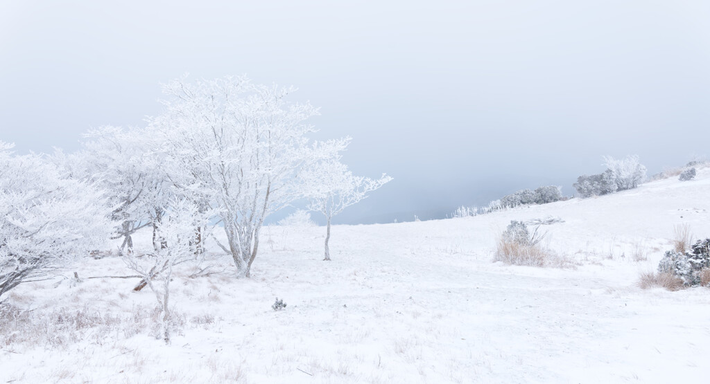 八丁平は白くぼんやりしていた