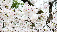 機物神社の桜
