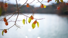 沢池ほとりには柿がたくさんなっていた