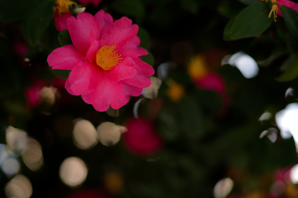 街路樹内側の山茶花