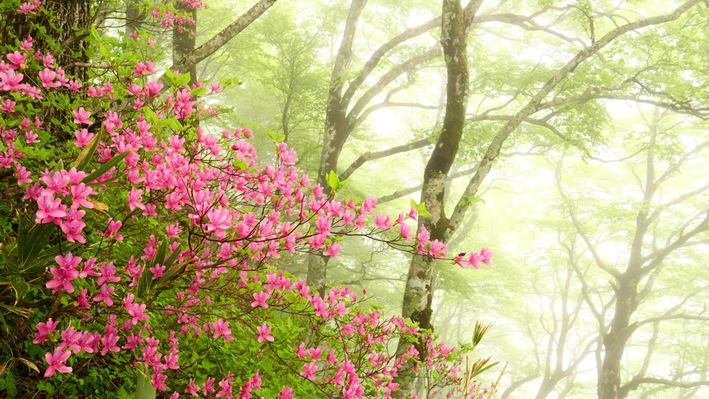 霧と花の大品山