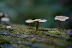 枯木にはコケとキノコ