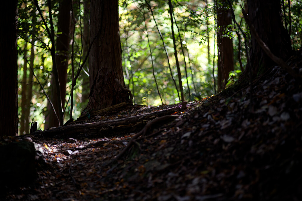 トレイルは晴れていても暗かった